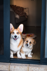 best automatic pet door