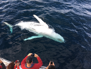 whale watching